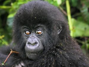 Gorilla Tours in Congo